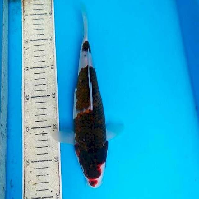 Goromo 27cm