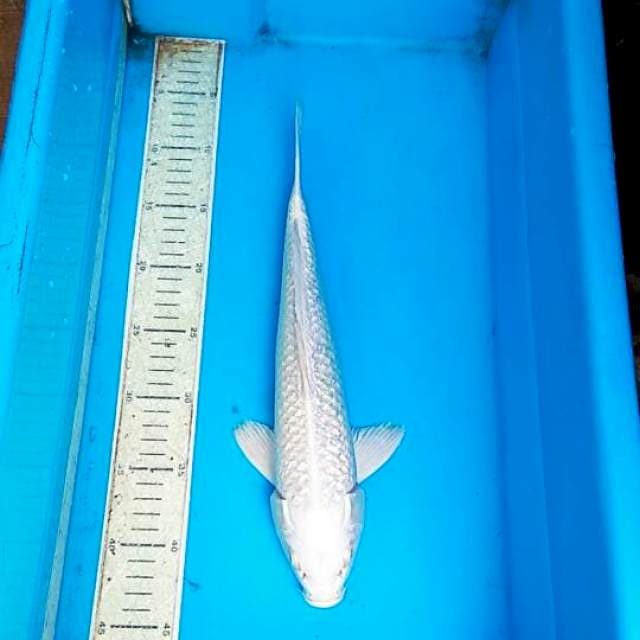 Platinum 35cm