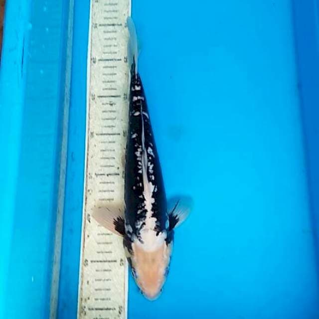 Kumonriyu 32cm