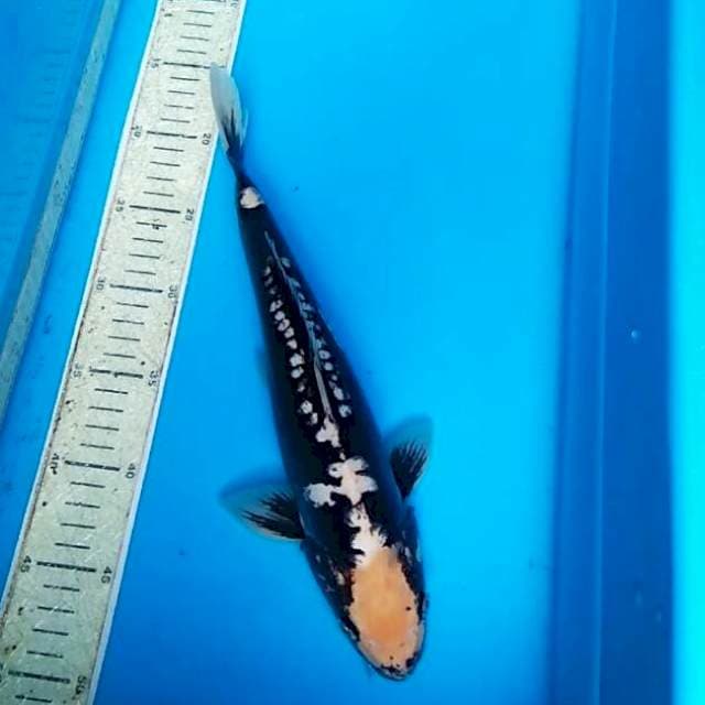 Kumon 32cm