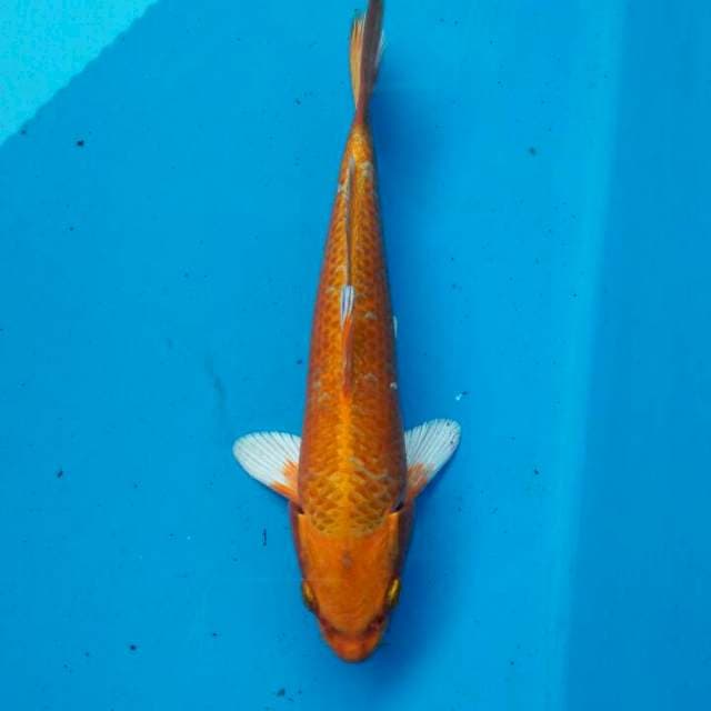 Orenji 26cm
