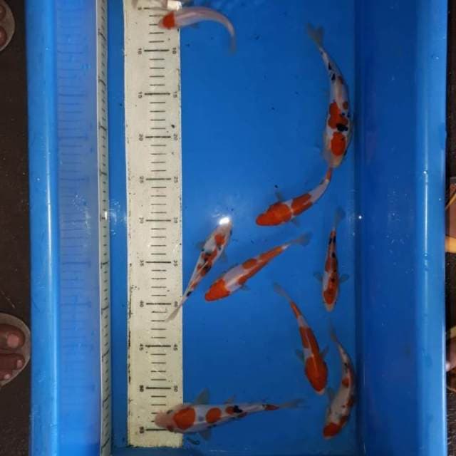 Mix kohaku, shanke DOIT (10 ekor)