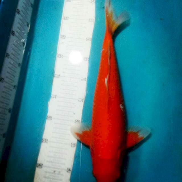 AKA HAJIRO..Male 41CM