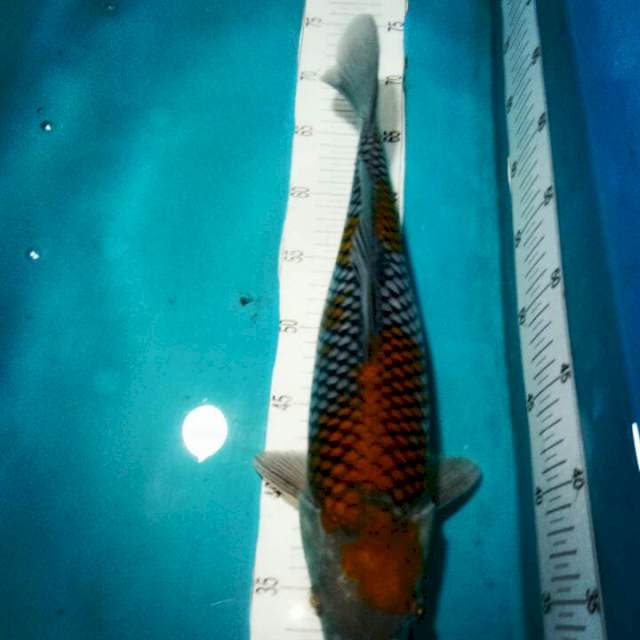 UCHIBA..38CM