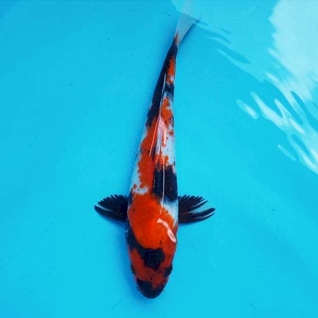 1. Showa SHANSOKU #27cm
