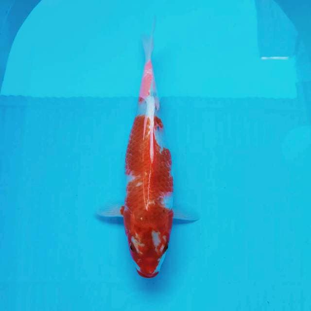 5. Monster Ai goromo #36cm