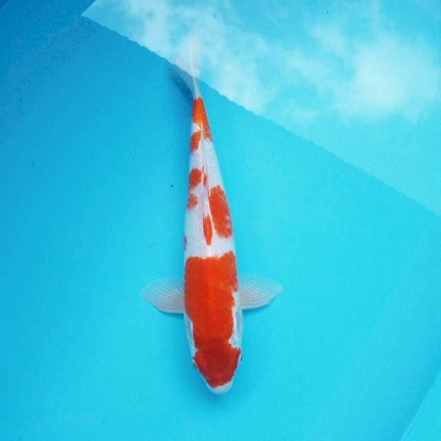 8. KOHAKU #34cm