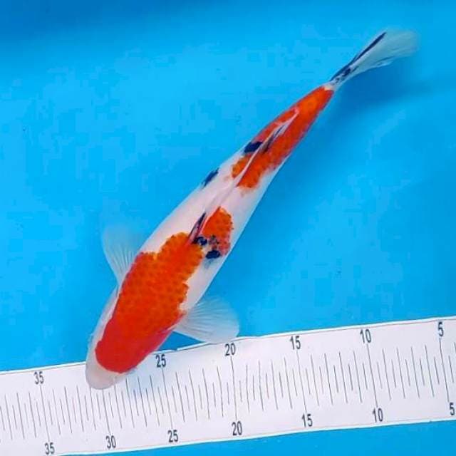 9. TAISHO SHANSOKU #34cm