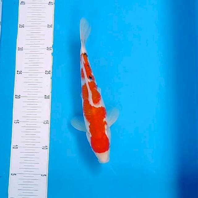 10. Sanke JUOSSHH #29cm