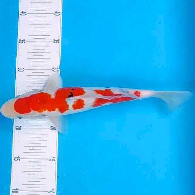 11. TAISHO cobra #30cm