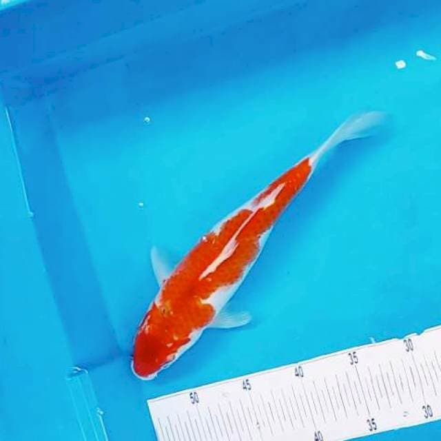 12. Ai goromo #30cm