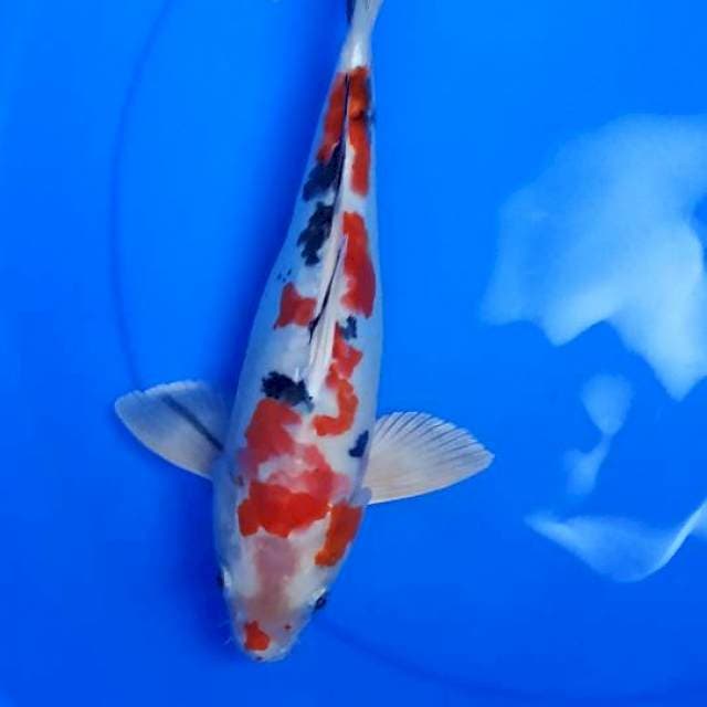 Heisei nisiki