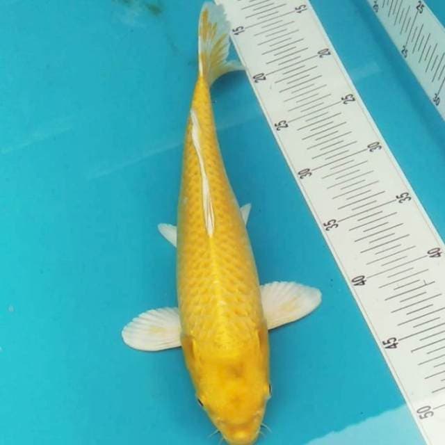 YAMABUKI OGON 