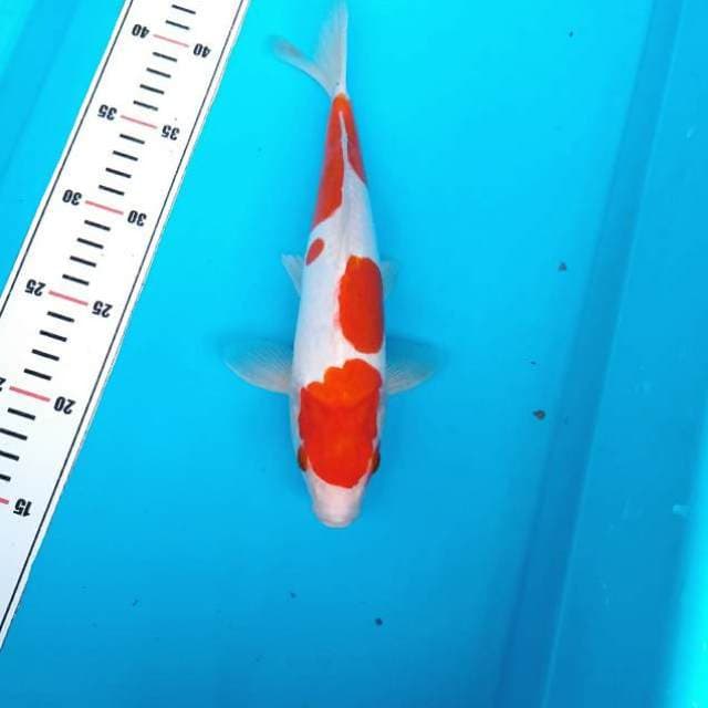 Doitsu kohaku merah strong