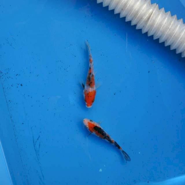 Duo Sanke Aragoke F1
