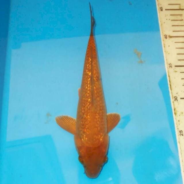KINGINRIN CHAGOI JINAK