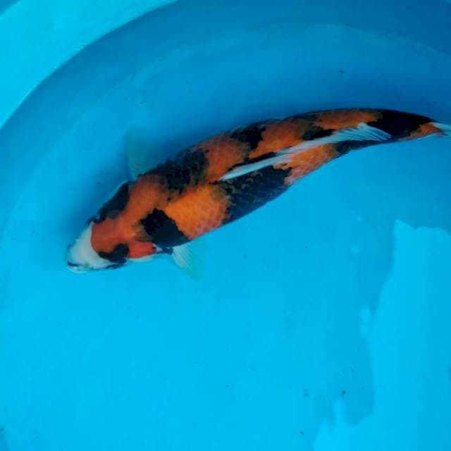 Hi showa pola rapi 43cm