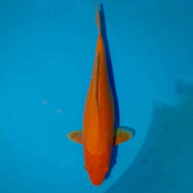 Benigoi istimewa merah tembus 40cm