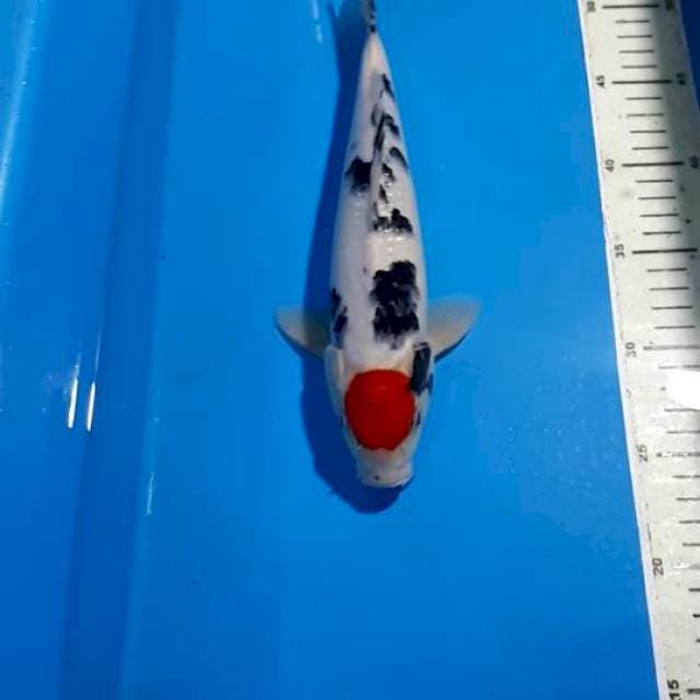 TANCHO SANKE 28 CM
