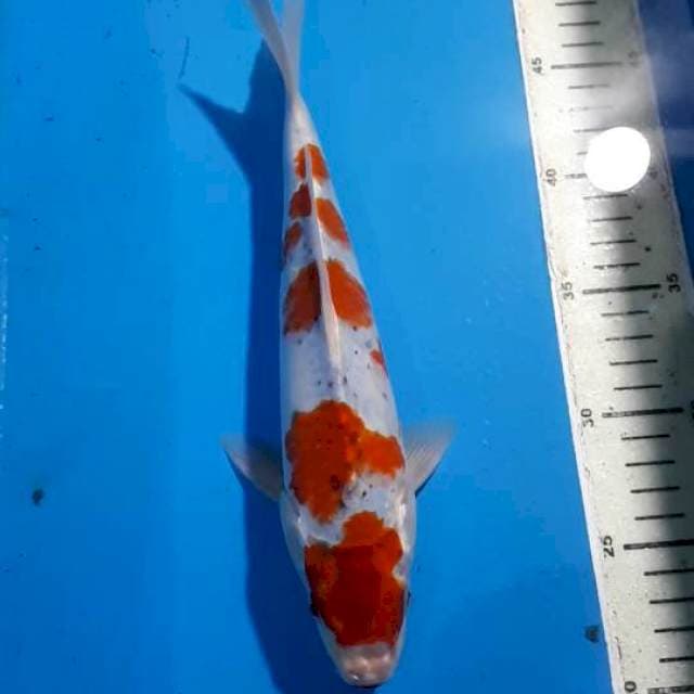 GOSHIKI 27 CM