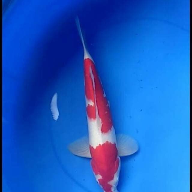 F1 sakai - red kohaku 37cm male 