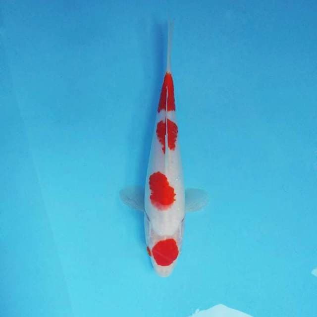 SANSHO 4 ~ MARUTEN KOHAKU ©