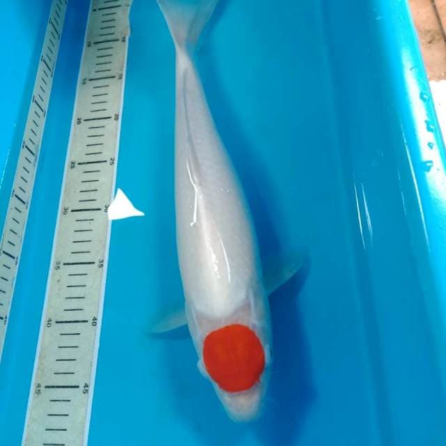 Hinomaru tancho 42 cm