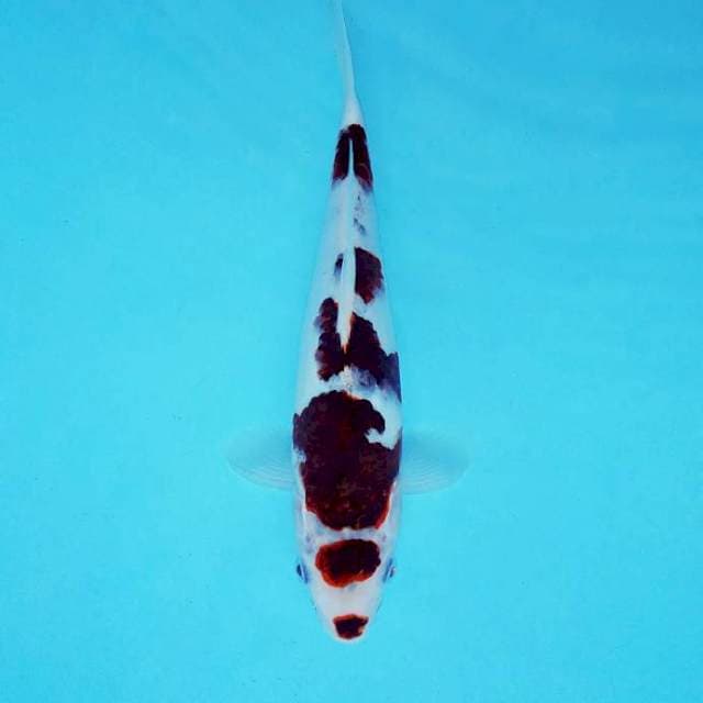 SANSHO 8 - MARUTEN GOROMO ©