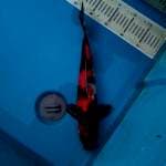Showa 36cm, Male