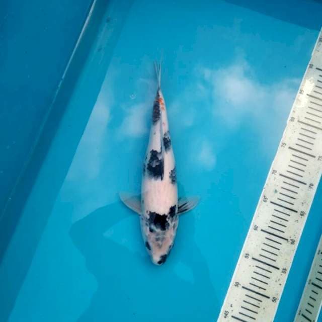 Shiro 35cm, Female