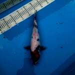 Tancho Showa 33cm, Female