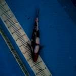 Tancho showa 34cm, Female