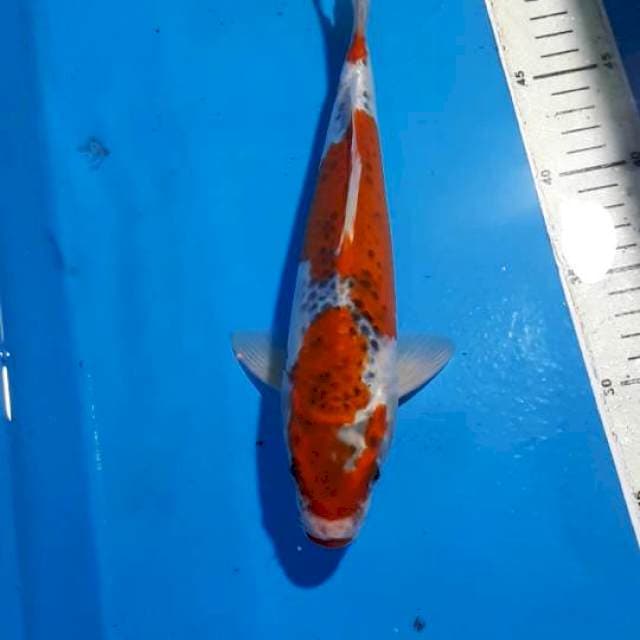 GOSHIKI 27 CM