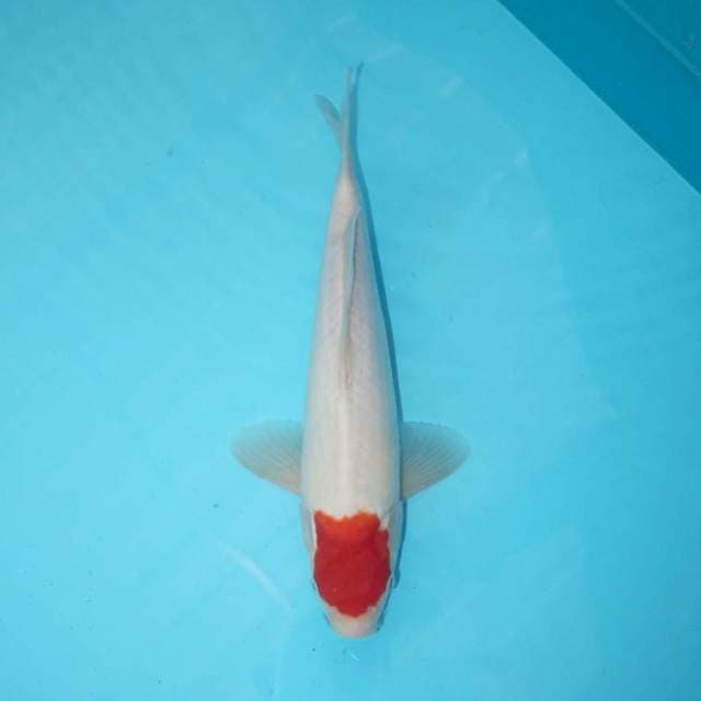 TANCHO KOHAKU 29 CM
