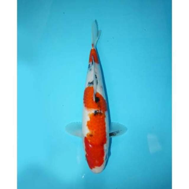 SANKE 30 CM
