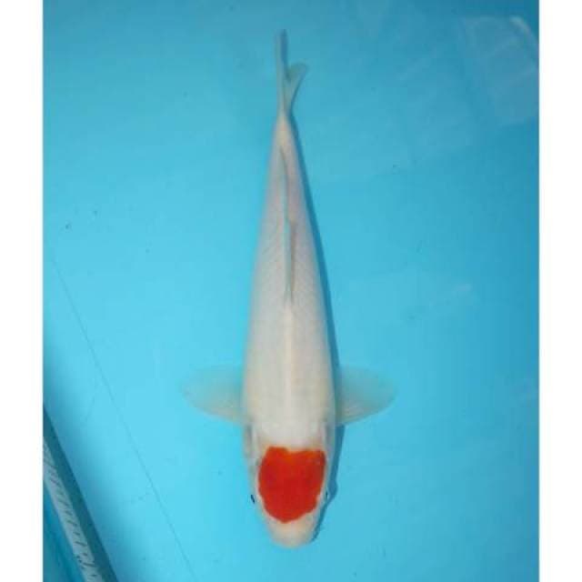 TANCHO KOHAKU 29 CM 