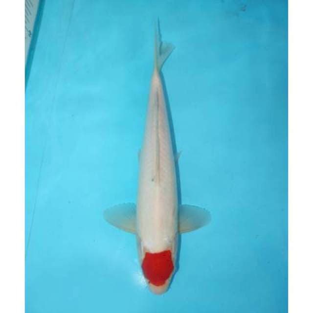 TANCHO KOHAKU 29 CM