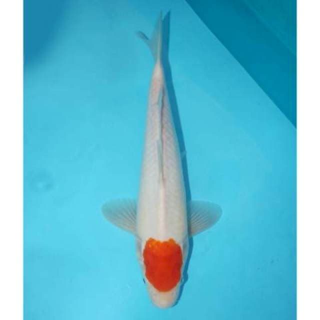 TANCHO KOHAKU 30 CM