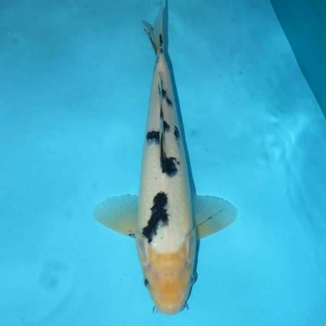 BEKKO 29 CM