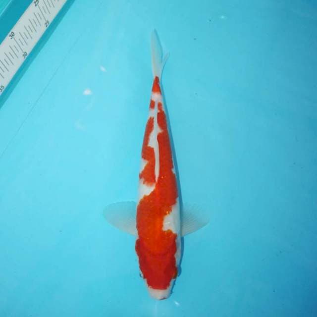INAZUMA KOHAKU 28 CM