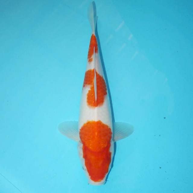 KOHAKU 28 CM