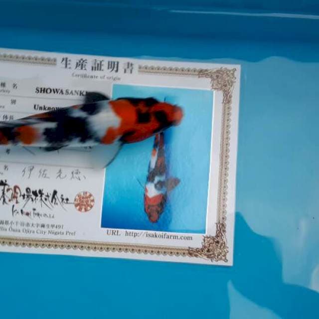Showa isa strongee isa farm
