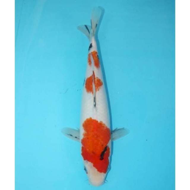 SANKE TATEGOI 29 CM