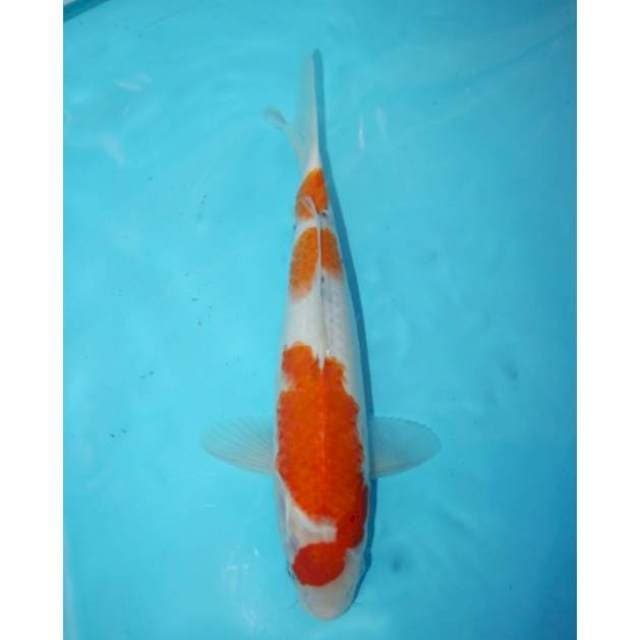SANKE TATEGOI 30 CM