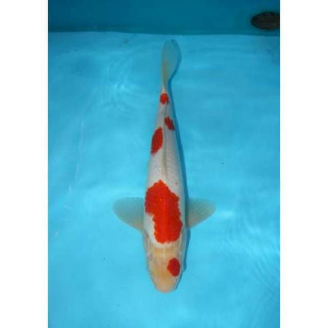 KOHAKU 30 CM
