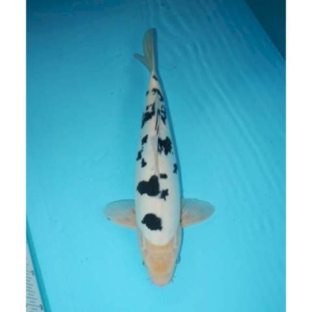 Bekko 39 cm
