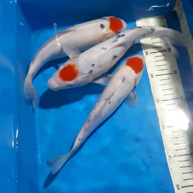 TANCHO 26 27&29 CM