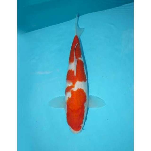 Kohaku 26 cm