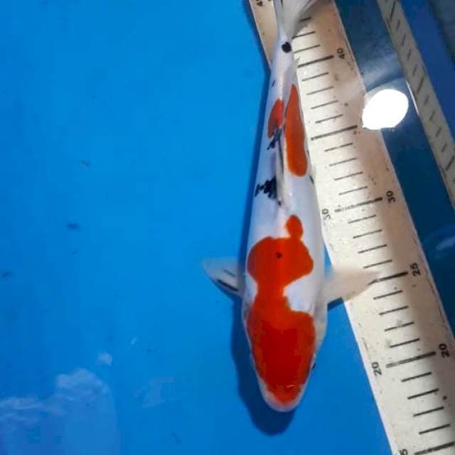 DOITSU SANKE 27 CM