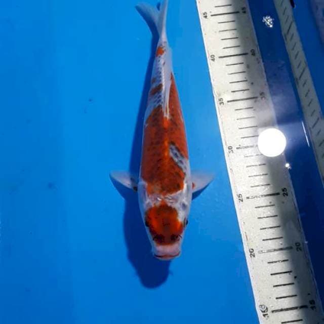 MARUTEN GOSHIKI 28 CM